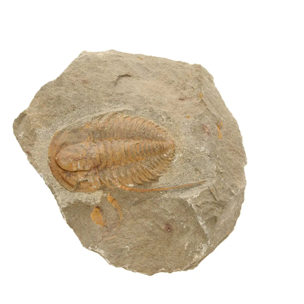 Get your Flexicalymene ouzregui Trilobite Fossil Morocco Specimen online now or in store at Forever Gems in Franschhoek, South Africa