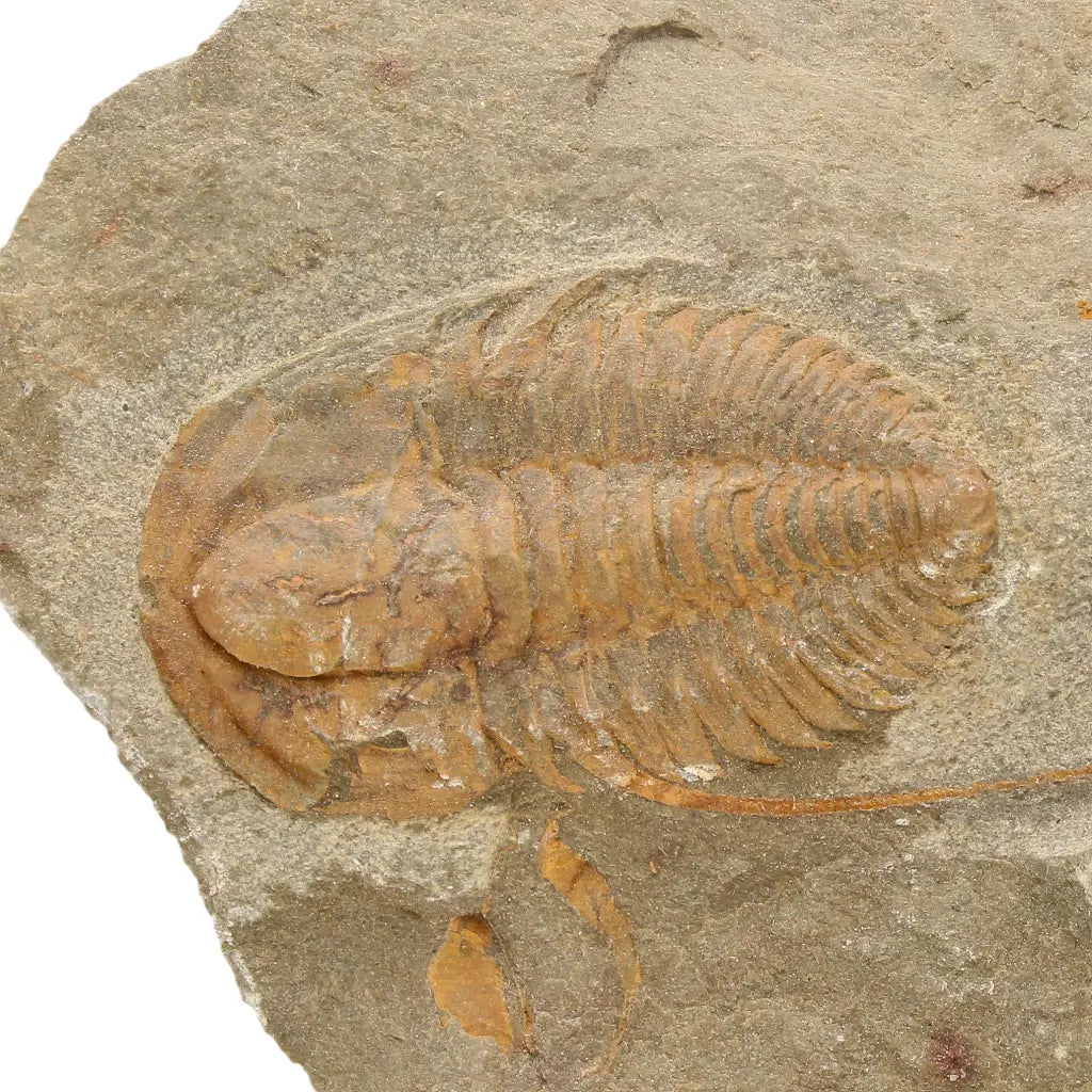 Get your Flexicalymene ouzregui Trilobite Fossil Morocco Specimen online now or in store at Forever Gems in Franschhoek, South Africa