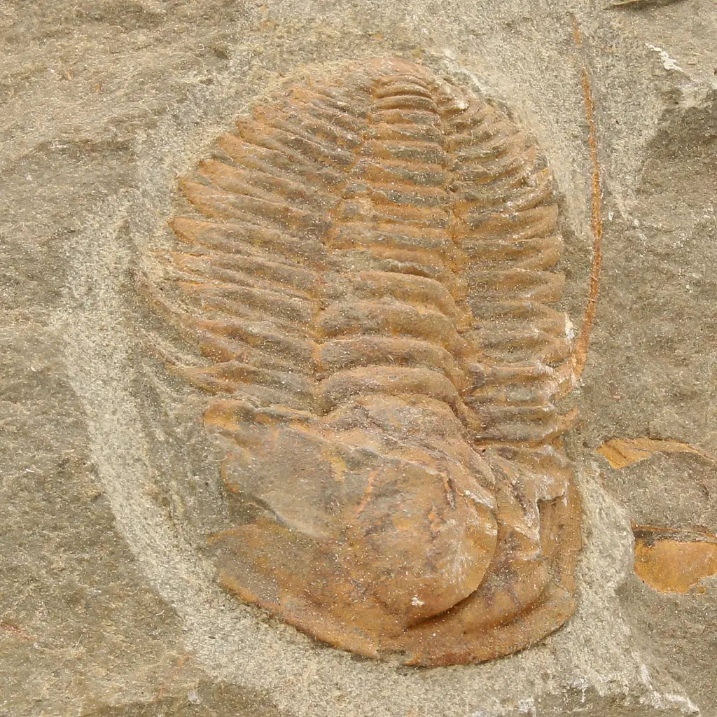 Get your Flexicalymene ouzregui Trilobite Fossil Morocco Specimen online now or in store at Forever Gems in Franschhoek, South Africa
