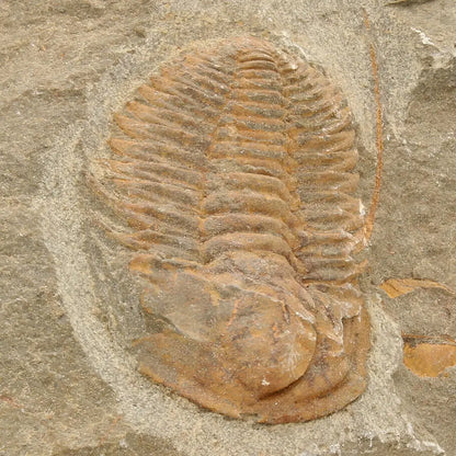 Get your Flexicalymene ouzregui Trilobite Fossil Morocco Specimen online now or in store at Forever Gems in Franschhoek, South Africa
