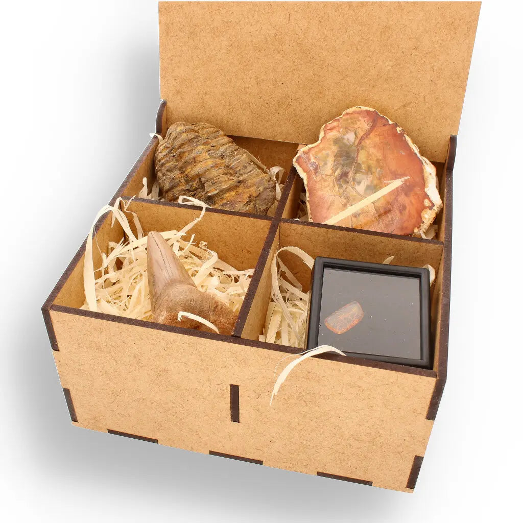 Get your Ancient Treasures Collection - Fossil Gift Box online now or in store at Forever Gems in Franschhoek, South Africa