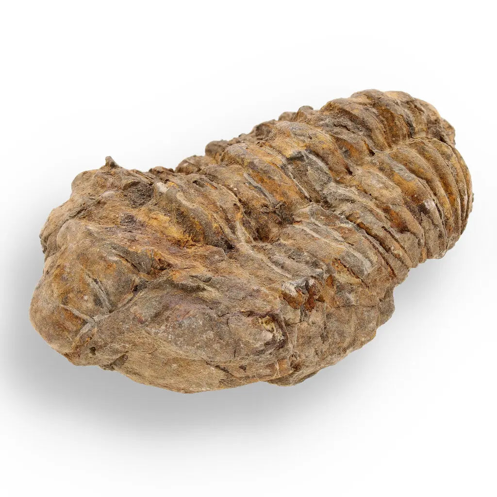 Get your Ancient Treasures Collection - Fossil Gift Box online now or in store at Forever Gems in Franschhoek, South Africa