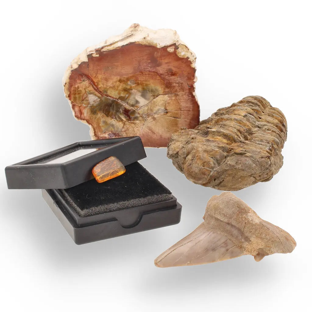 Get your Ancient Treasures Collection - Fossil Gift Box online now or in store at Forever Gems in Franschhoek, South Africa