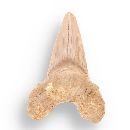 Get your Ancient Treasures Collection - Fossil Gift Box online now or in store at Forever Gems in Franschhoek, South Africa