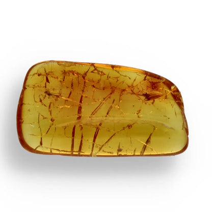 Get your Ancient Treasures Collection - Fossil Gift Box online now or in store at Forever Gems in Franschhoek, South Africa