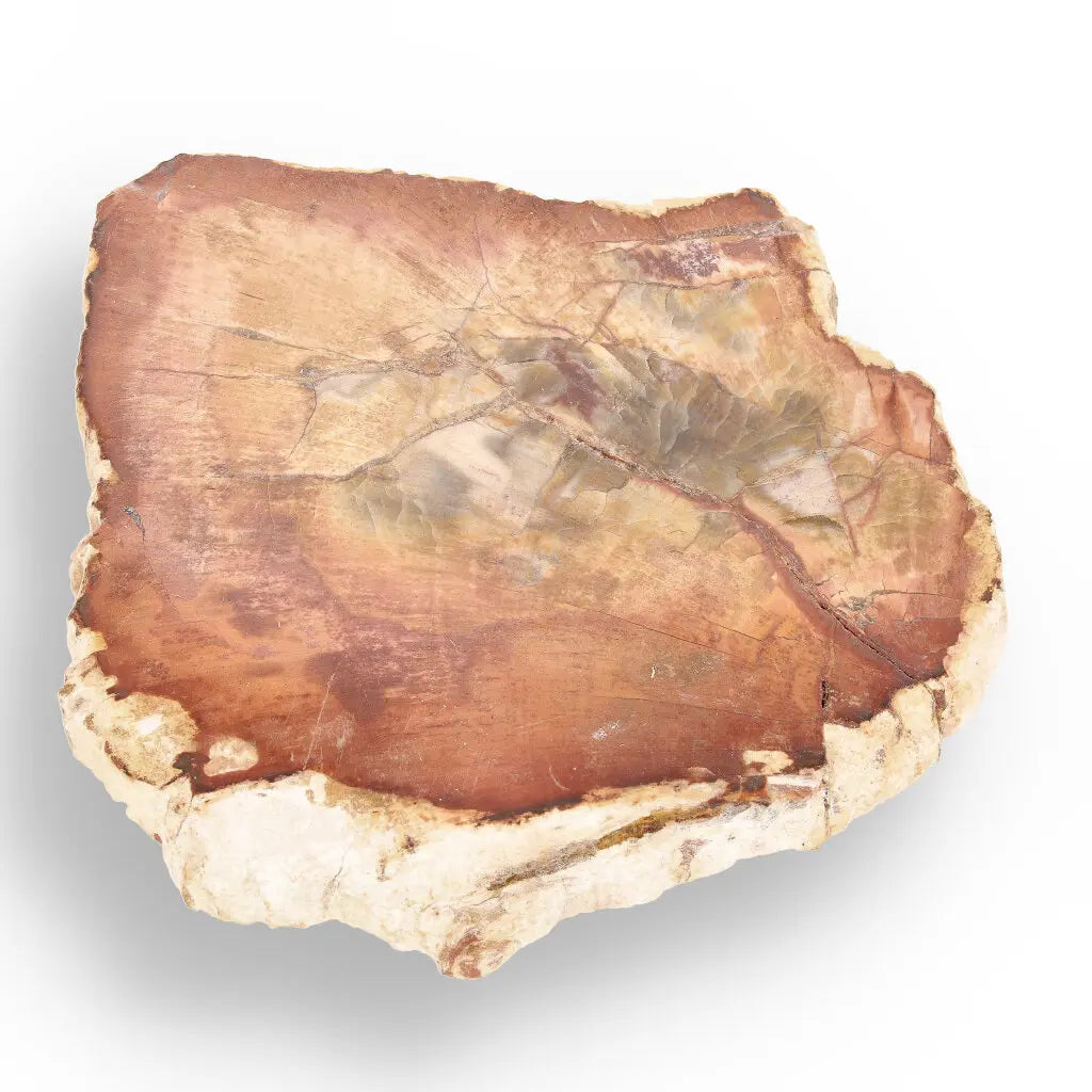 Get your Ancient Treasures Collection - Fossil Gift Box online now or in store at Forever Gems in Franschhoek, South Africa