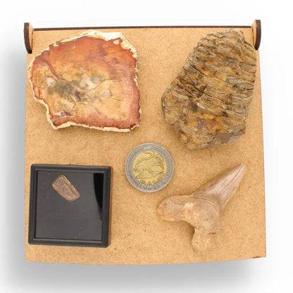Get your Ancient Treasures Collection - Fossil Gift Box online now or in store at Forever Gems in Franschhoek, South Africa