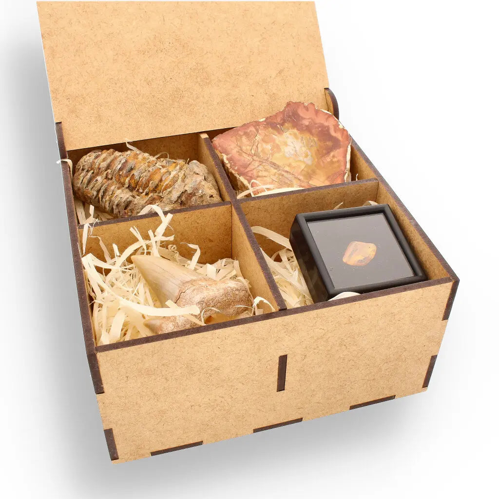 Get your Ancient Treasures Collection - Fossil Gift Box online now or in store at Forever Gems in Franschhoek, South Africa
