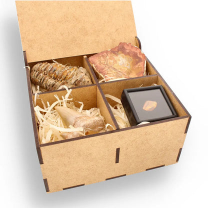 Get your Ancient Treasures Collection - Fossil Gift Box online now or in store at Forever Gems in Franschhoek, South Africa