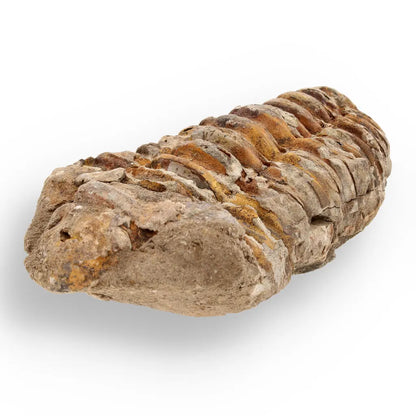 Get your Ancient Treasures Collection - Fossil Gift Box online now or in store at Forever Gems in Franschhoek, South Africa