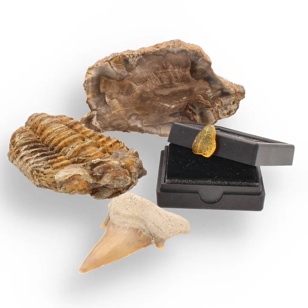 Get your Ancient Treasures Collection - Fossil Gift Box online now or in store at Forever Gems in Franschhoek, South Africa
