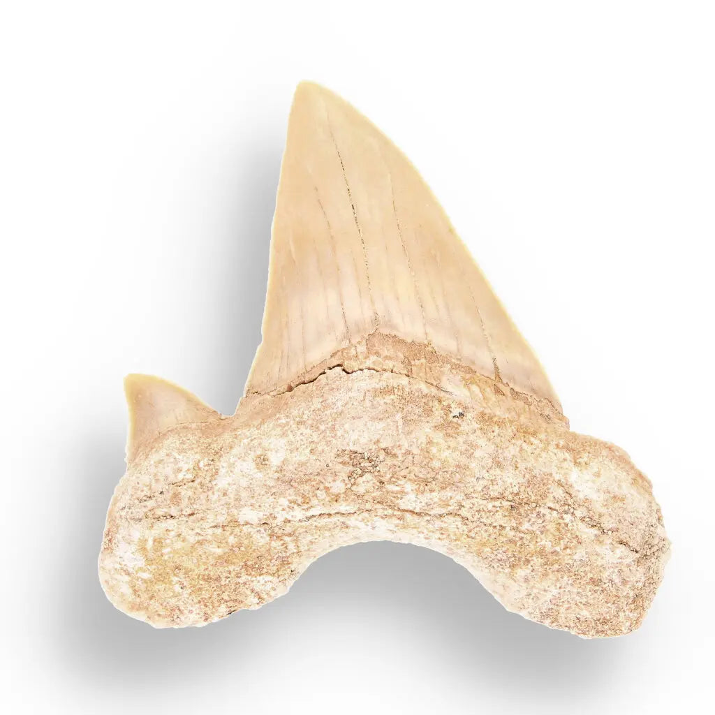 Get your Ancient Treasures Collection - Fossil Gift Box online now or in store at Forever Gems in Franschhoek, South Africa