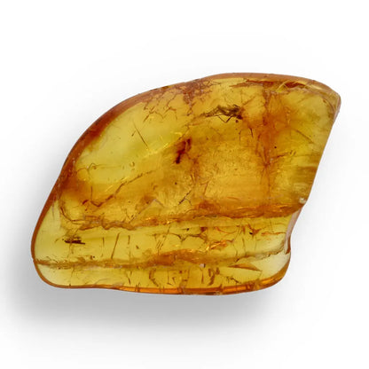 Get your Ancient Treasures Collection - Fossil Gift Box online now or in store at Forever Gems in Franschhoek, South Africa