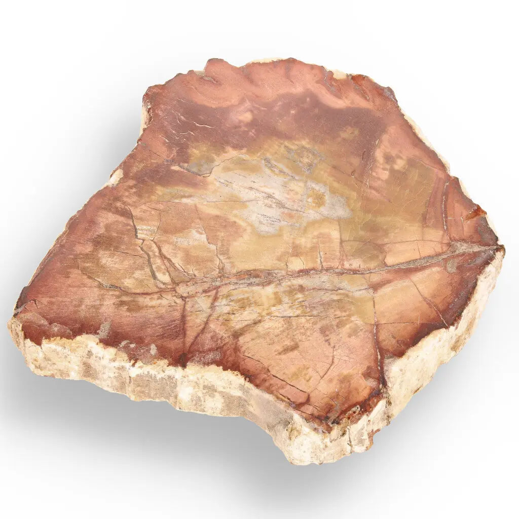 Get your Ancient Treasures Collection - Fossil Gift Box online now or in store at Forever Gems in Franschhoek, South Africa