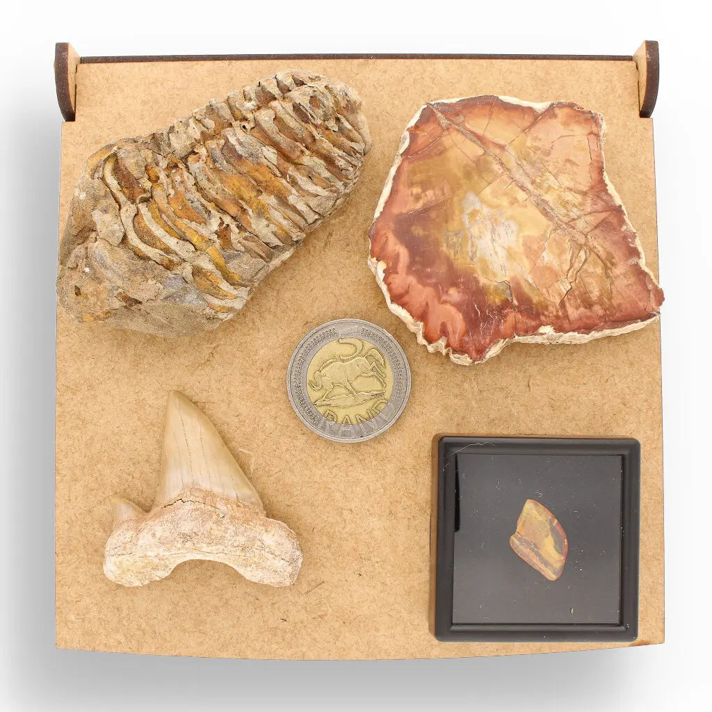 Get your Ancient Treasures Collection - Fossil Gift Box online now or in store at Forever Gems in Franschhoek, South Africa