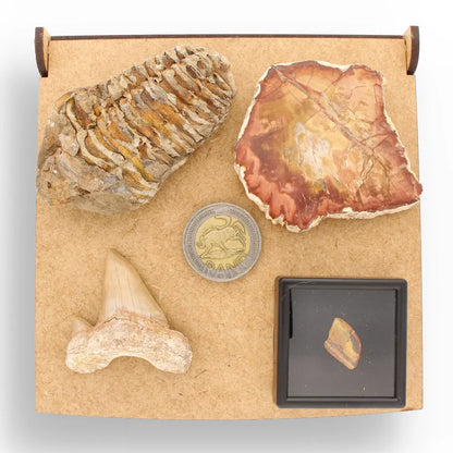 Get your Ancient Treasures Collection - Fossil Gift Box online now or in store at Forever Gems in Franschhoek, South Africa