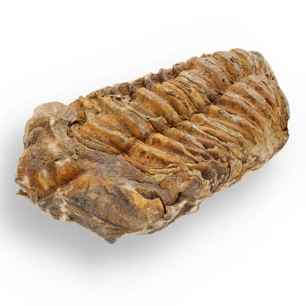 Get your Ancient Treasures Collection - Fossil Gift Box online now or in store at Forever Gems in Franschhoek, South Africa