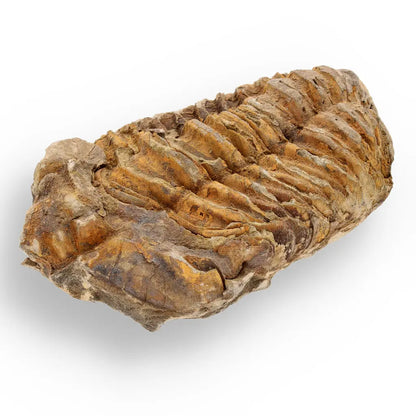 Get your Ancient Treasures Collection - Fossil Gift Box online now or in store at Forever Gems in Franschhoek, South Africa