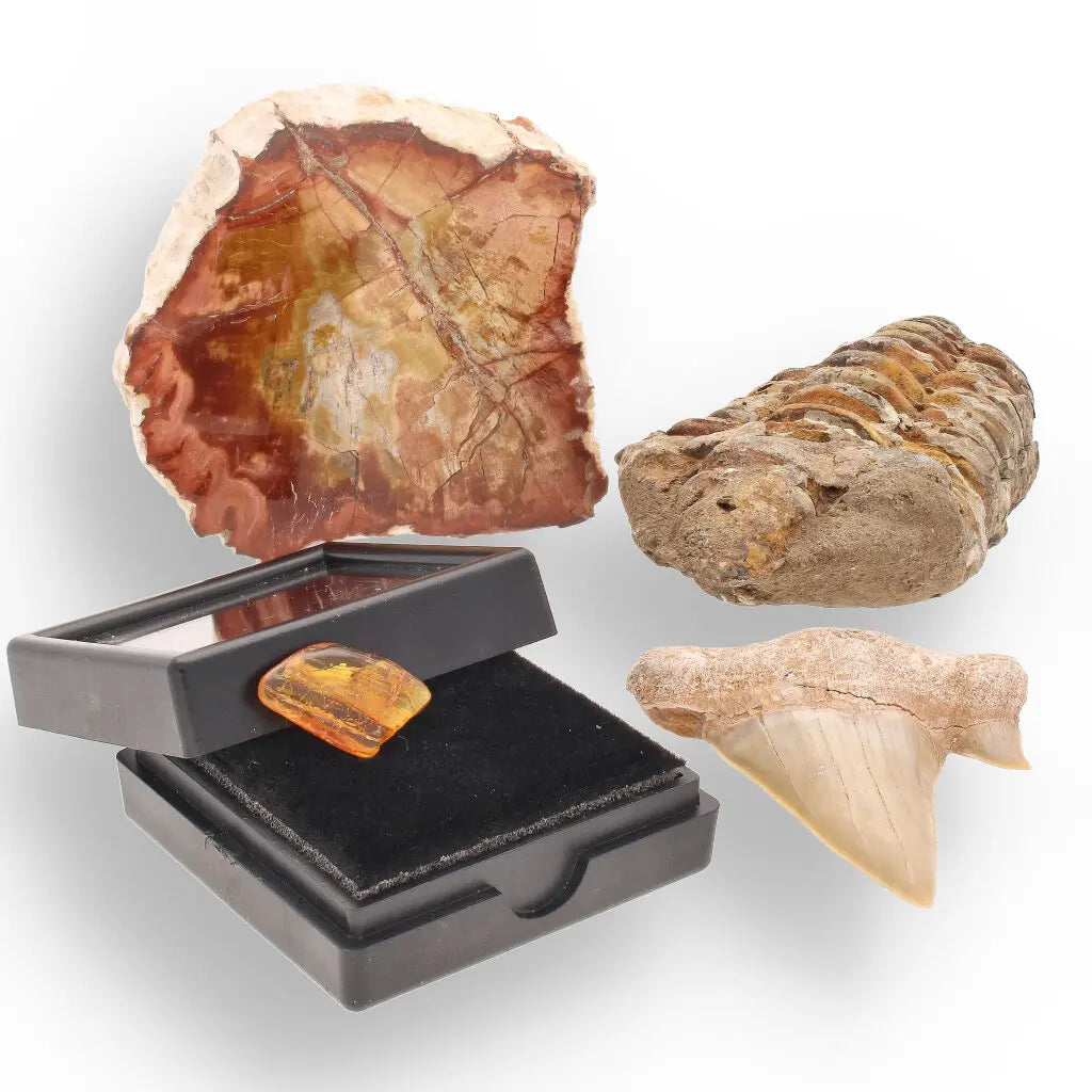 Get your Ancient Treasures Collection - Fossil Gift Box online now or in store at Forever Gems in Franschhoek, South Africa