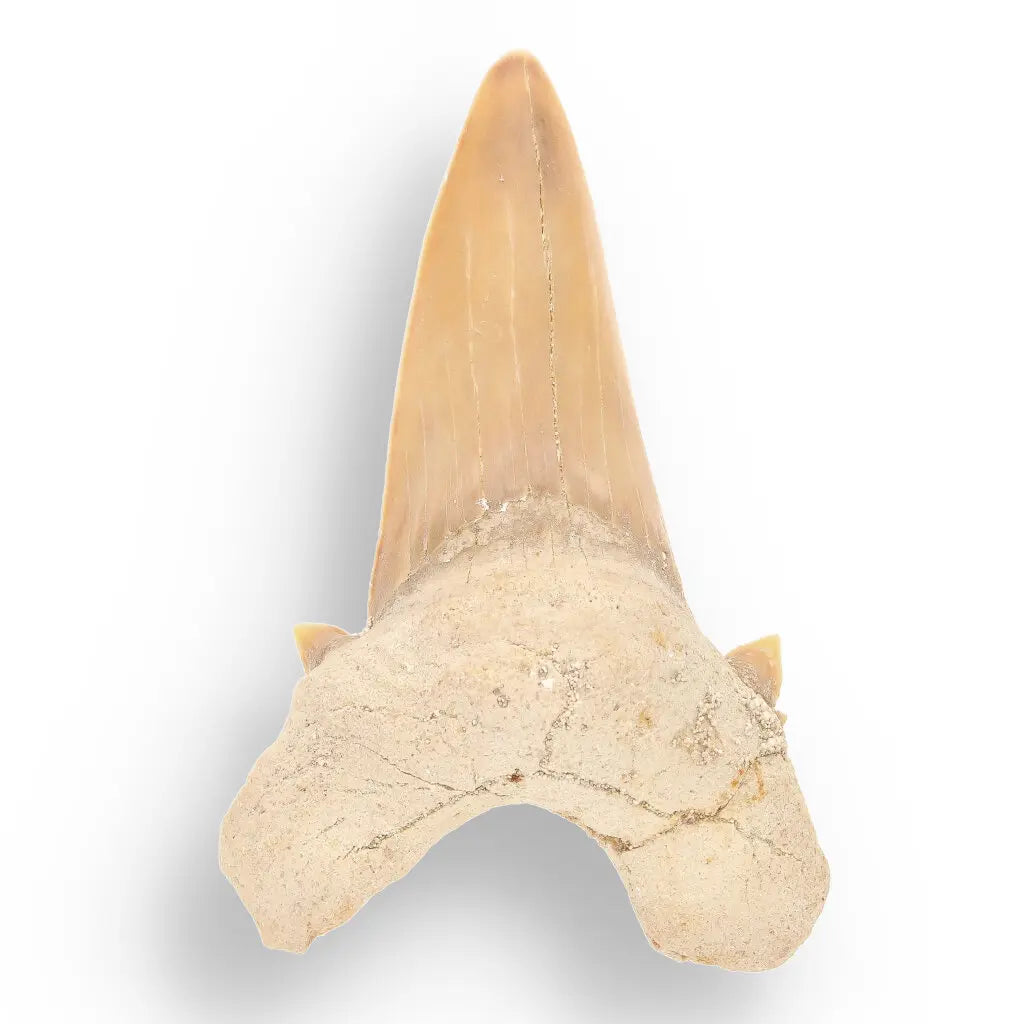 Get your Ancient Treasures Collection - Fossil Gift Box online now or in store at Forever Gems in Franschhoek, South Africa