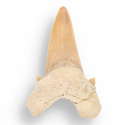 Get your Ancient Treasures Collection - Fossil Gift Box online now or in store at Forever Gems in Franschhoek, South Africa