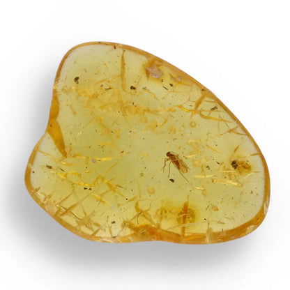 Get your Ancient Treasures Collection - Fossil Gift Box online now or in store at Forever Gems in Franschhoek, South Africa