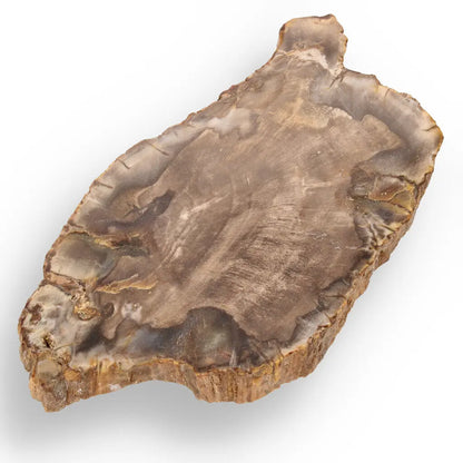 Get your Ancient Treasures Collection - Fossil Gift Box online now or in store at Forever Gems in Franschhoek, South Africa