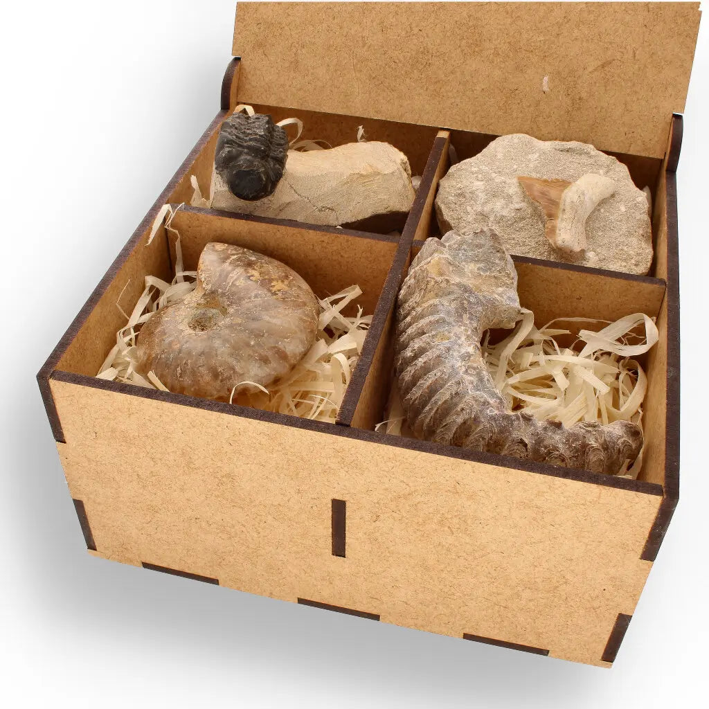 Get your Prehistoric Wonders Collection – Fossil Explorer Gift Box online now or in store at Forever Gems in Franschhoek, South Africa