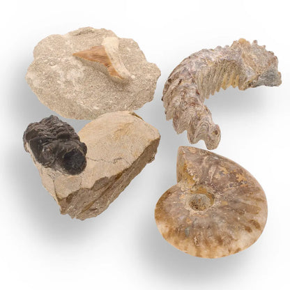 Get your Prehistoric Wonders Collection – Fossil Explorer Gift Box online now or in store at Forever Gems in Franschhoek, South Africa