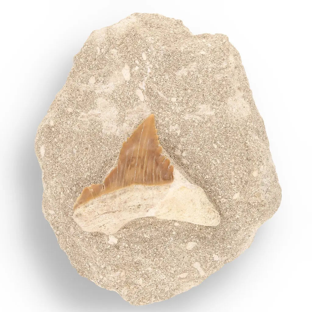 Get your Prehistoric Wonders Collection – Fossil Explorer Gift Box online now or in store at Forever Gems in Franschhoek, South Africa