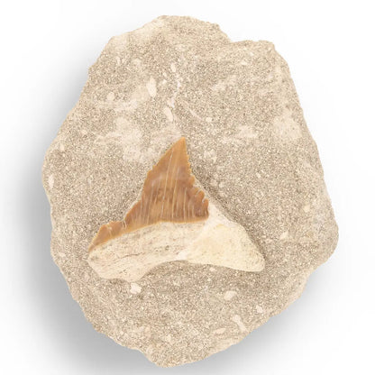 Get your Prehistoric Wonders Collection – Fossil Explorer Gift Box online now or in store at Forever Gems in Franschhoek, South Africa