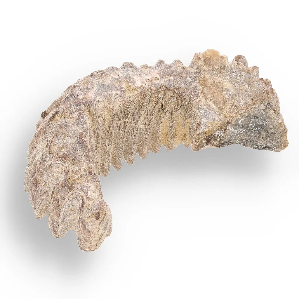 Get your Prehistoric Wonders Collection – Fossil Explorer Gift Box online now or in store at Forever Gems in Franschhoek, South Africa