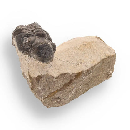 Get your Prehistoric Wonders Collection – Fossil Explorer Gift Box online now or in store at Forever Gems in Franschhoek, South Africa