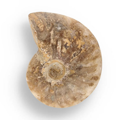 Get your Prehistoric Wonders Collection – Fossil Explorer Gift Box online now or in store at Forever Gems in Franschhoek, South Africa