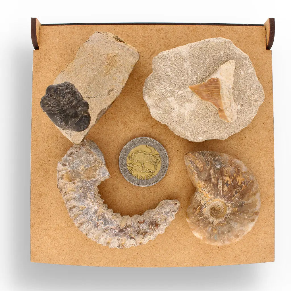 Get your Prehistoric Wonders Collection – Fossil Explorer Gift Box online now or in store at Forever Gems in Franschhoek, South Africa