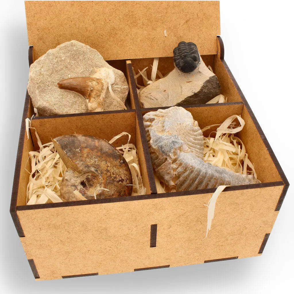 Get your Prehistoric Wonders Collection – Fossil Explorer Gift Box online now or in store at Forever Gems in Franschhoek, South Africa