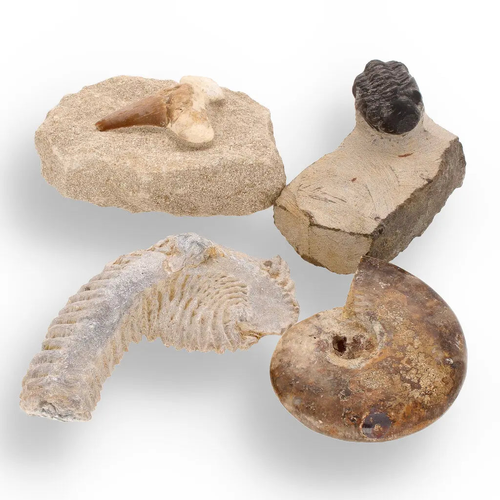 Get your Prehistoric Wonders Collection – Fossil Explorer Gift Box online now or in store at Forever Gems in Franschhoek, South Africa