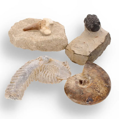 Get your Prehistoric Wonders Collection – Fossil Explorer Gift Box online now or in store at Forever Gems in Franschhoek, South Africa