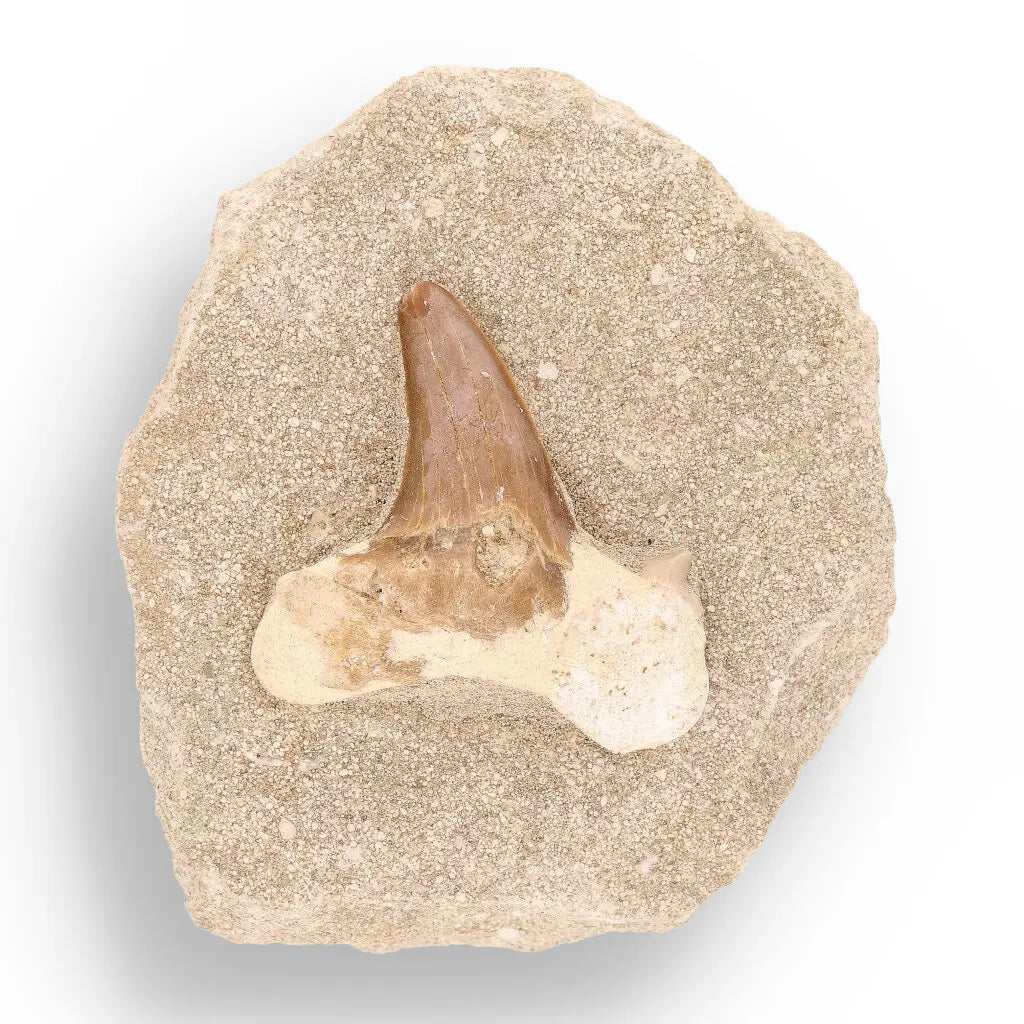 Get your Prehistoric Wonders Collection – Fossil Explorer Gift Box online now or in store at Forever Gems in Franschhoek, South Africa