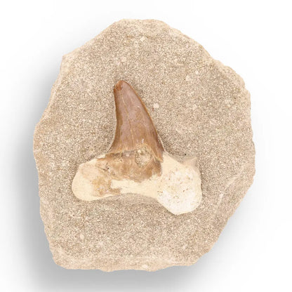 Get your Prehistoric Wonders Collection – Fossil Explorer Gift Box online now or in store at Forever Gems in Franschhoek, South Africa