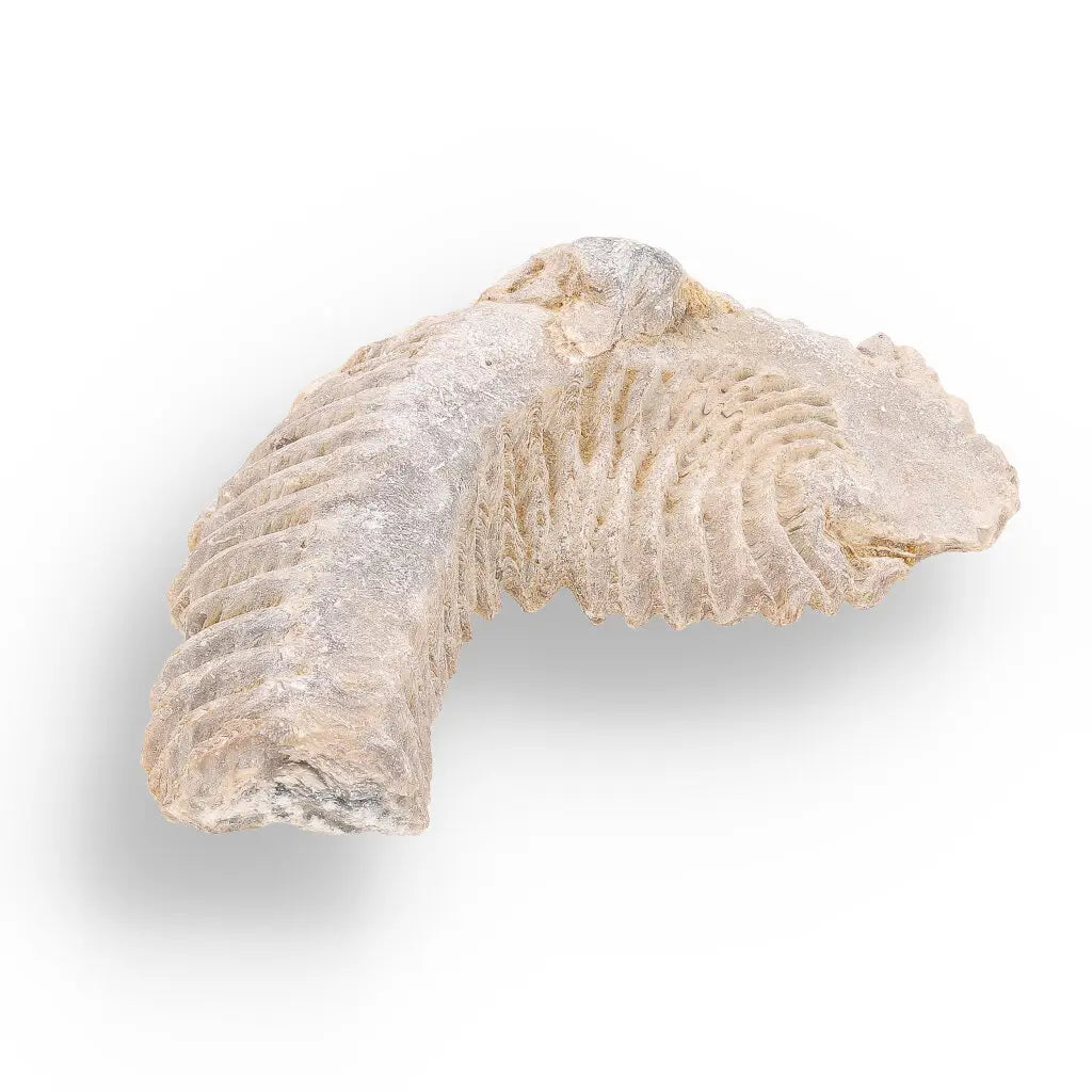 Get your Prehistoric Wonders Collection – Fossil Explorer Gift Box online now or in store at Forever Gems in Franschhoek, South Africa