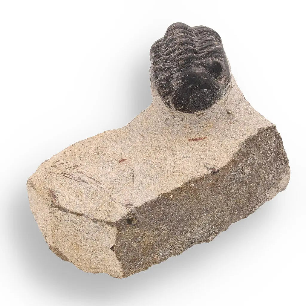 Get your Prehistoric Wonders Collection – Fossil Explorer Gift Box online now or in store at Forever Gems in Franschhoek, South Africa