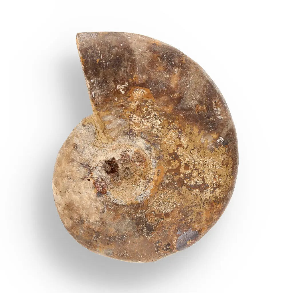 Get your Prehistoric Wonders Collection – Fossil Explorer Gift Box online now or in store at Forever Gems in Franschhoek, South Africa