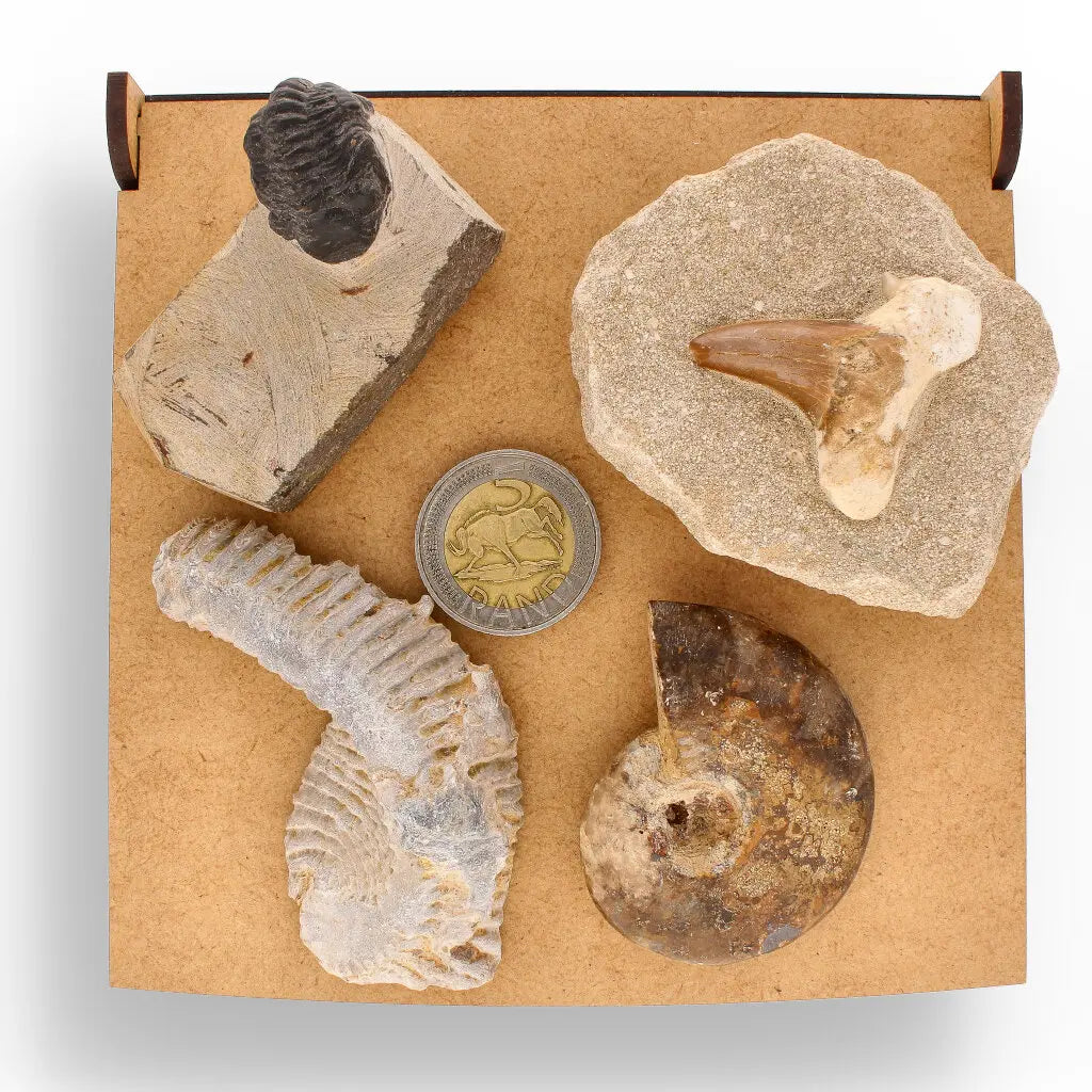 Get your Prehistoric Wonders Collection – Fossil Explorer Gift Box online now or in store at Forever Gems in Franschhoek, South Africa