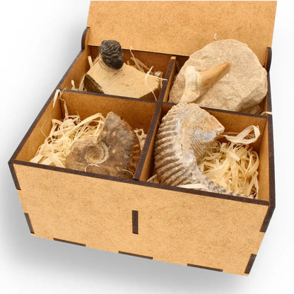 Get your Prehistoric Wonders Collection – Fossil Explorer Gift Box online now or in store at Forever Gems in Franschhoek, South Africa