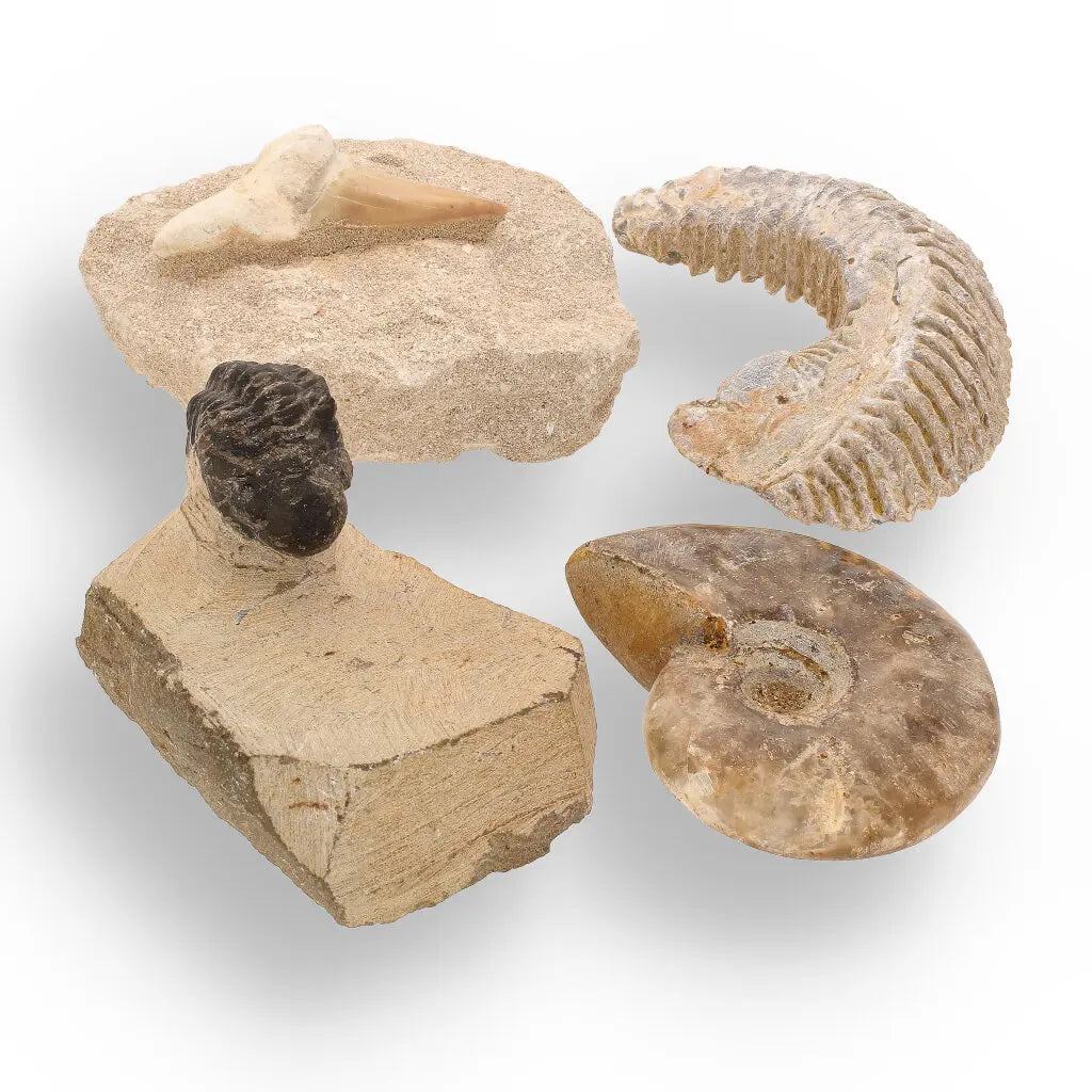 Get your Prehistoric Wonders Collection – Fossil Explorer Gift Box online now or in store at Forever Gems in Franschhoek, South Africa
