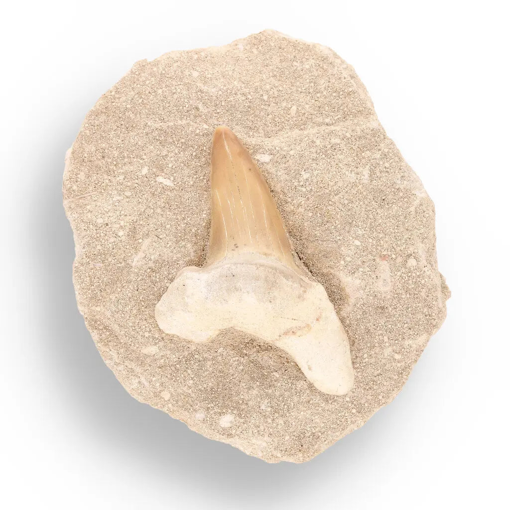 Get your Prehistoric Wonders Collection – Fossil Explorer Gift Box online now or in store at Forever Gems in Franschhoek, South Africa