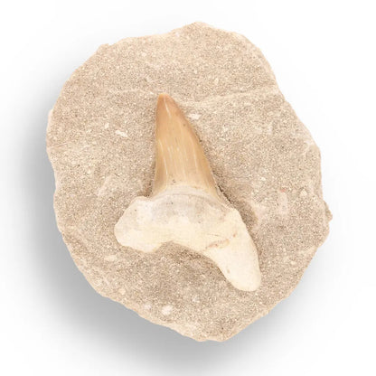 Get your Prehistoric Wonders Collection – Fossil Explorer Gift Box online now or in store at Forever Gems in Franschhoek, South Africa