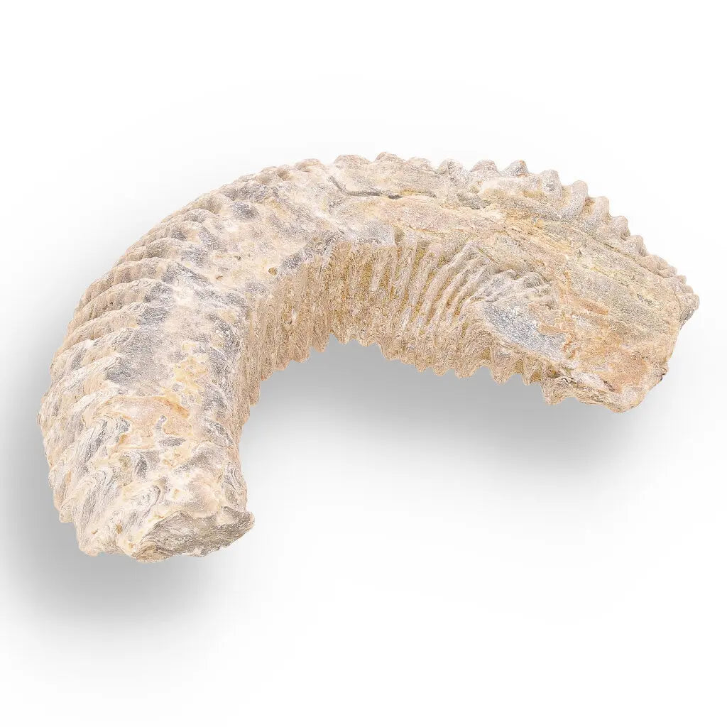 Get your Prehistoric Wonders Collection – Fossil Explorer Gift Box online now or in store at Forever Gems in Franschhoek, South Africa