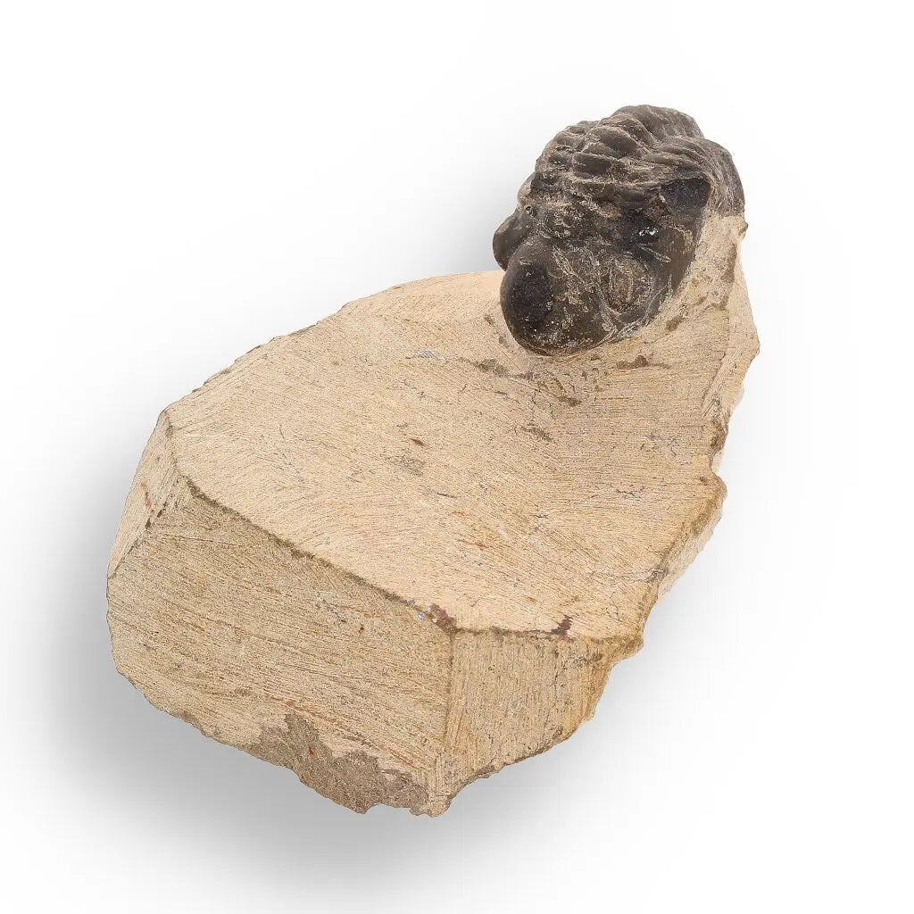 Get your Prehistoric Wonders Collection – Fossil Explorer Gift Box online now or in store at Forever Gems in Franschhoek, South Africa